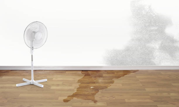 Best Local water damage restoration  in Maynardville, TN