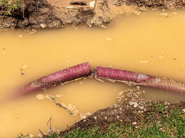 Best Basement water damage restoration  in Maynardville, TN